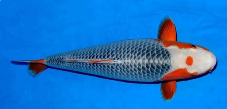 Detail Ikan Koi Warna Emas Nomer 45