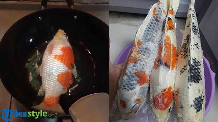 Detail Ikan Koi Yang Cantik Nomer 37