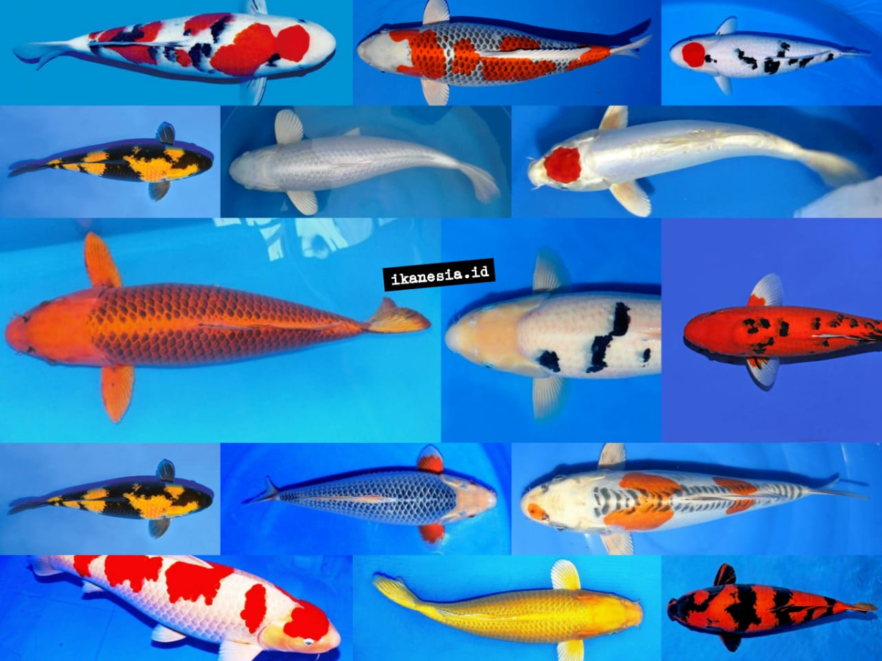 Detail Ikan Koi Yang Cantik Nomer 46