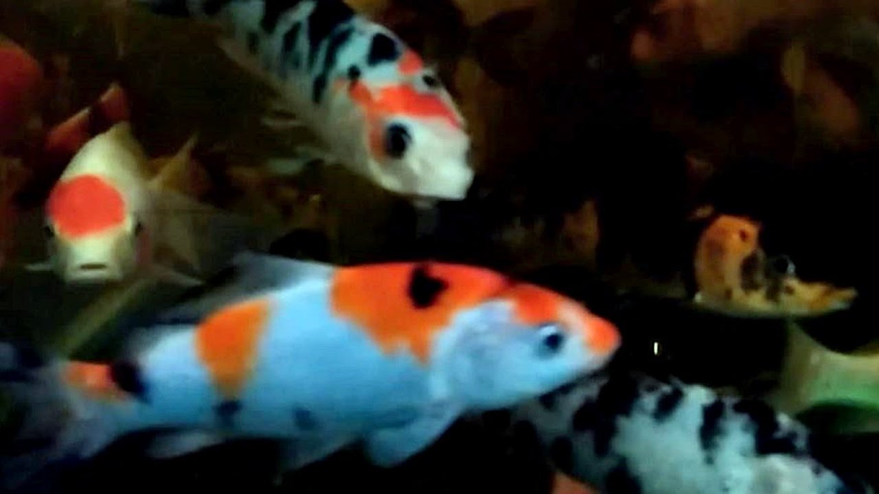 Detail Ikan Koi Yang Cantik Nomer 50