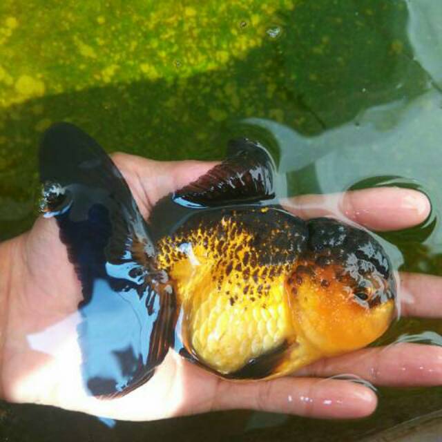 Ikan Koki Black Gold - KibrisPDR