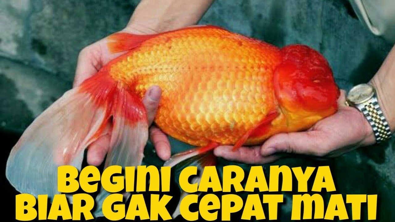 Detail Ikan Koki Gendut Nomer 26