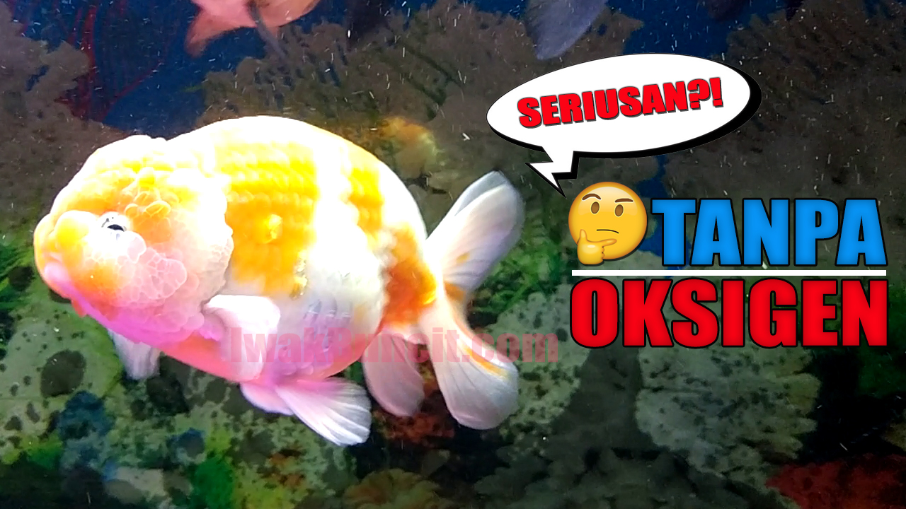 Detail Ikan Koki Gendut Nomer 41