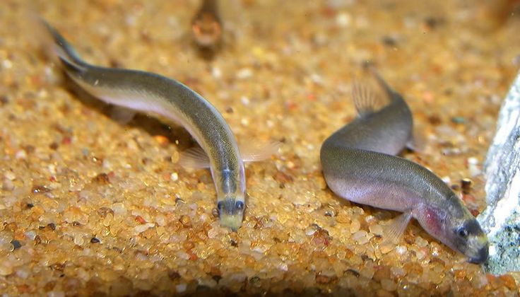 Detail Ikan Kuhli Loach Nomer 22