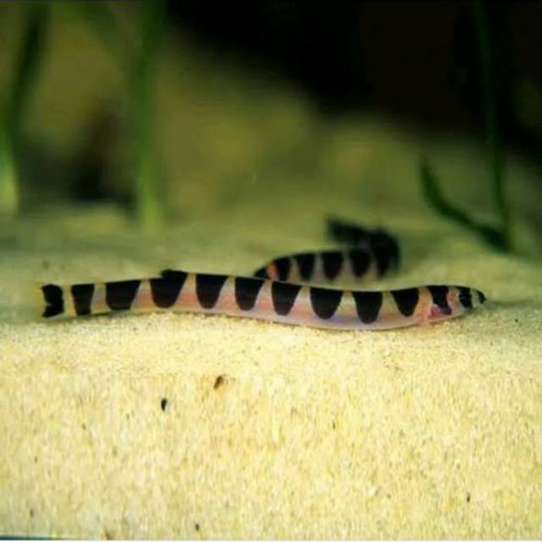 Detail Ikan Kuhli Loach Nomer 6