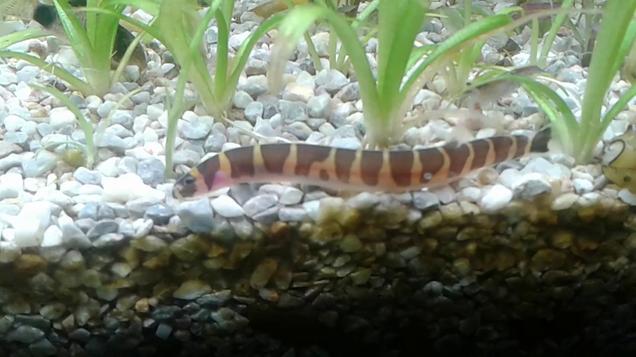 Detail Ikan Kuhli Loach Nomer 7