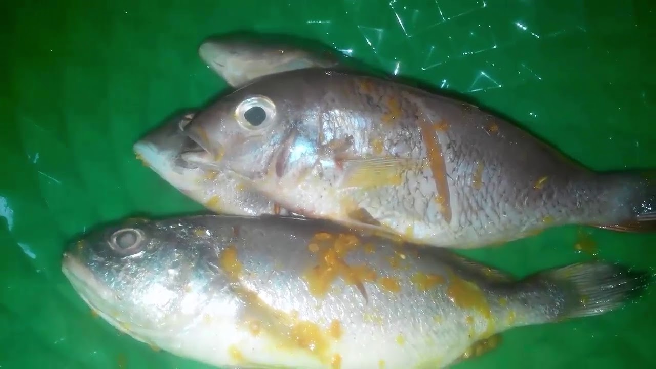 Detail Ikan Laut Goreng Nomer 49