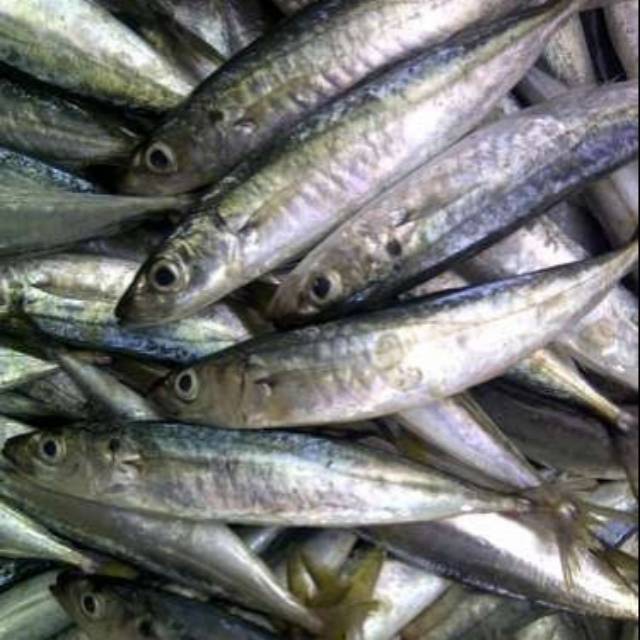 Detail Ikan Laut Kecil Kecil Nomer 11