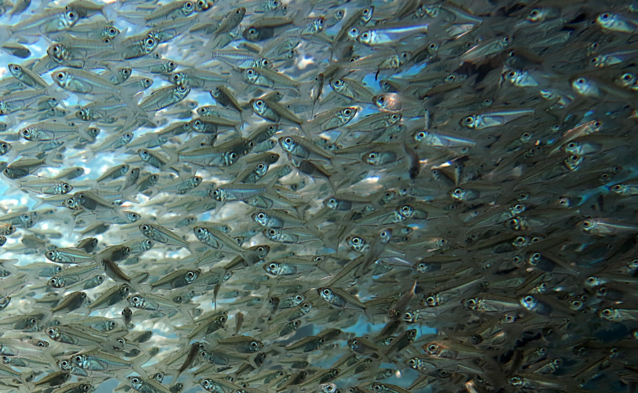 Detail Ikan Laut Kecil Kecil Nomer 2