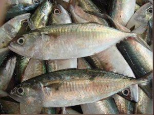 Detail Ikan Laut Kecil Kecil Nomer 27