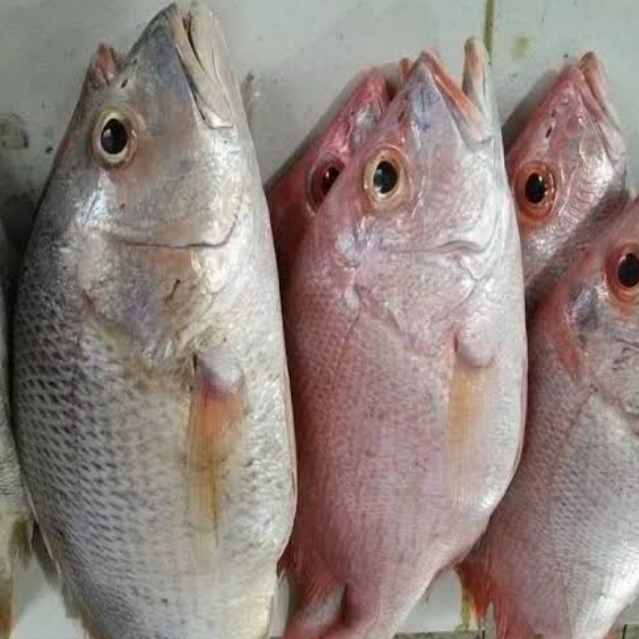 Detail Ikan Laut Putih Merah Nomer 14