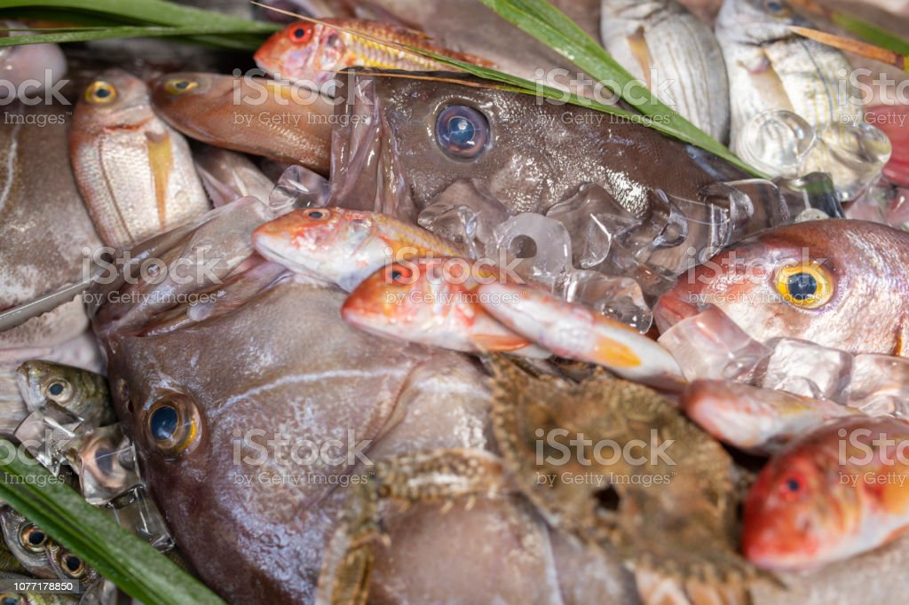 Detail Ikan Laut Putih Merah Nomer 20