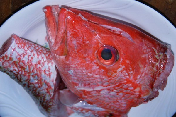 Detail Ikan Laut Putih Merah Nomer 36