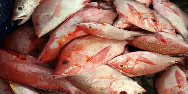 Detail Ikan Laut Putih Merah Nomer 39