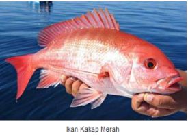 Detail Ikan Laut Putih Merah Nomer 6