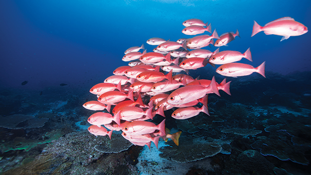 Detail Ikan Laut Putih Merah Nomer 7