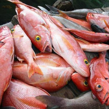 Detail Ikan Laut Putih Merah Nomer 8