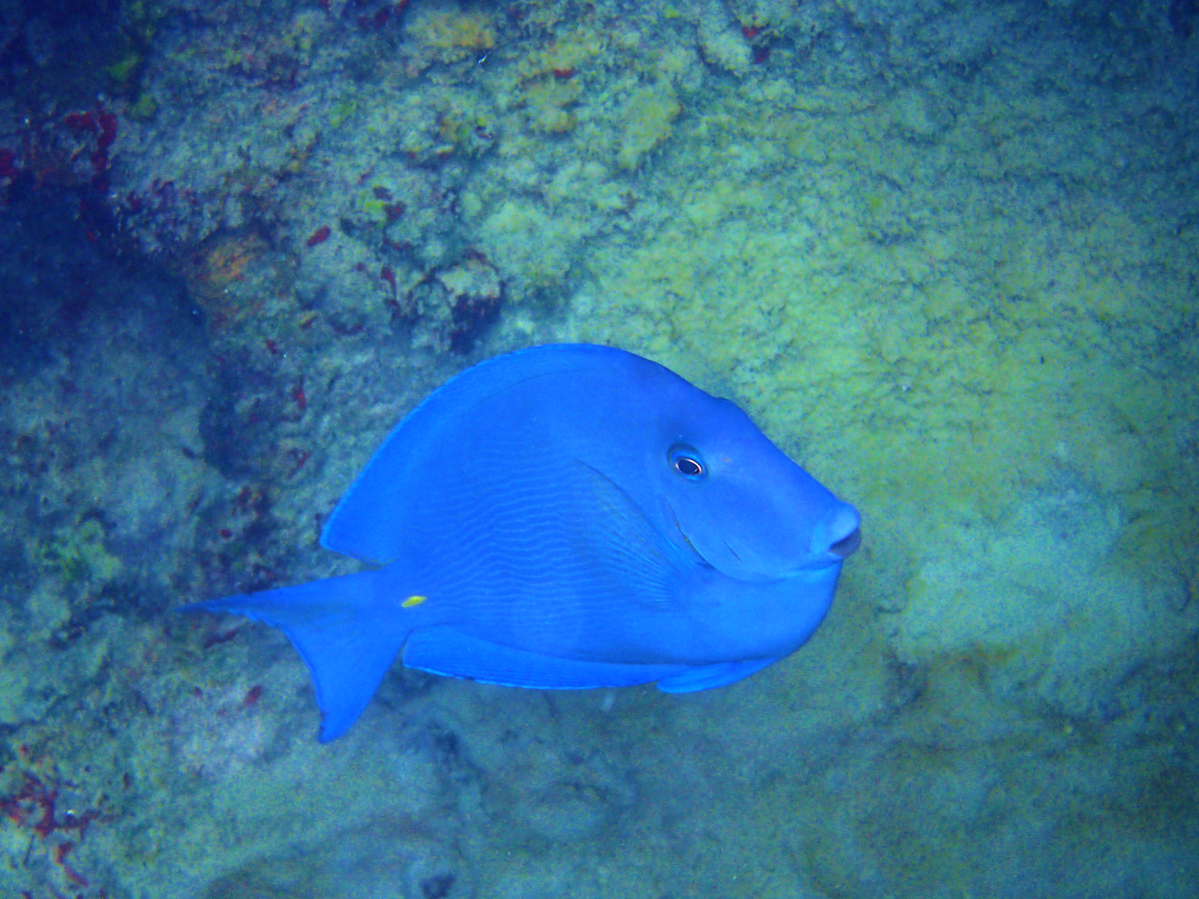 Detail Ikan Laut Warna Biru Nomer 3