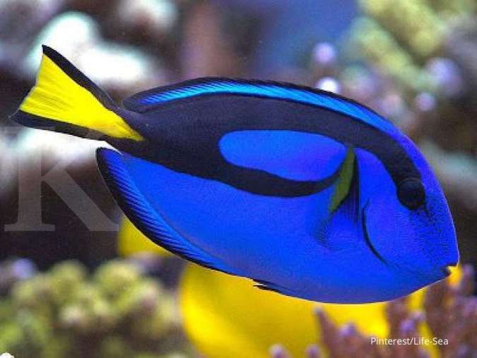 Detail Ikan Laut Warna Biru Nomer 18