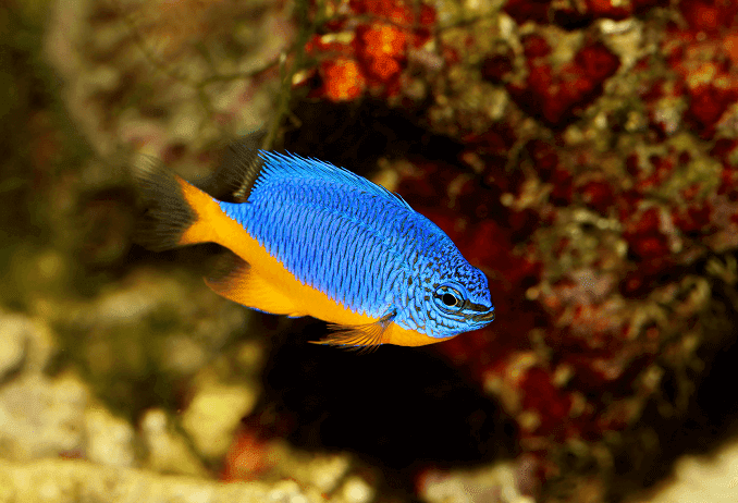 Detail Ikan Laut Warna Biru Nomer 4