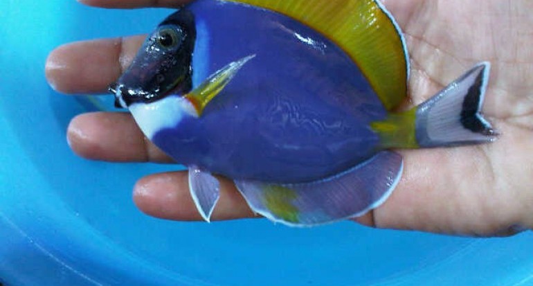 Detail Ikan Laut Warna Biru Nomer 5