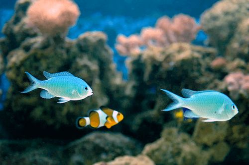 Detail Ikan Laut Warna Biru Nomer 34