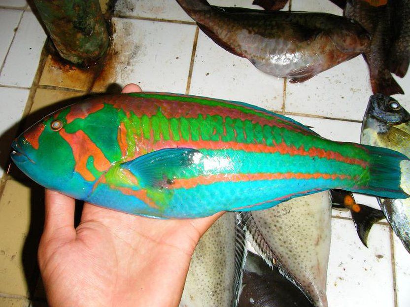 Detail Ikan Laut Warna Biru Nomer 41