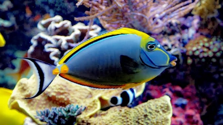 Detail Ikan Laut Warna Biru Nomer 45