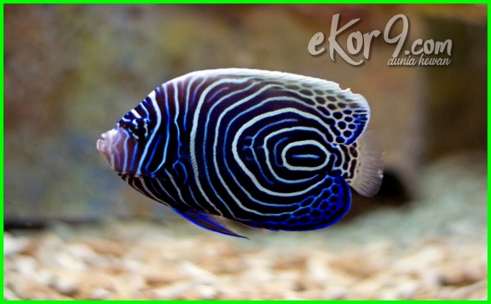 Detail Ikan Laut Warna Biru Nomer 8