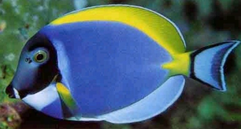 Detail Ikan Laut Warna Biru Nomer 9