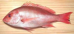 Ikan Laut Warna Merah - KibrisPDR