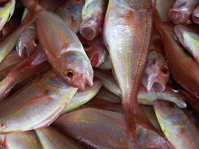 Detail Ikan Laut Warna Merah Nomer 8