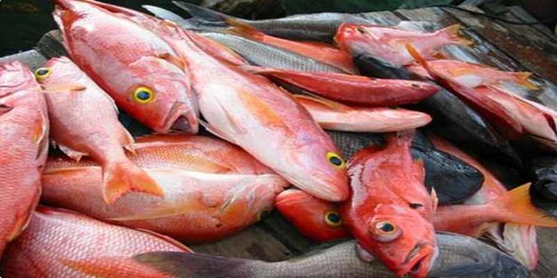 Detail Ikan Laut Warna Merah Nomer 23