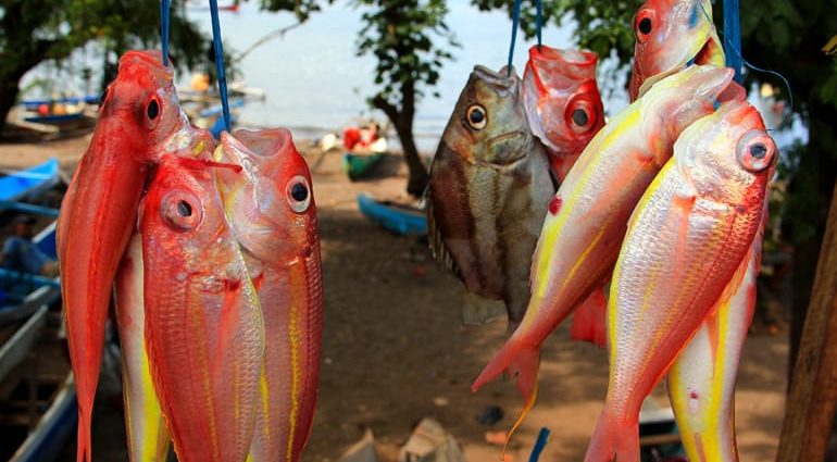 Detail Ikan Laut Warna Merah Nomer 25