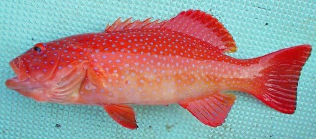 Detail Ikan Laut Warna Merah Nomer 26