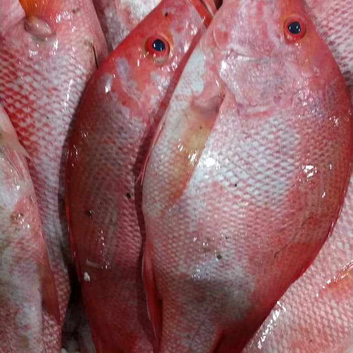 Detail Ikan Laut Warna Merah Nomer 36