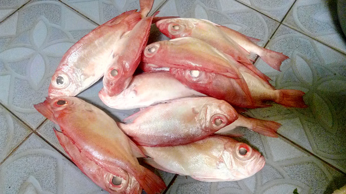 Detail Ikan Laut Warna Merah Nomer 6