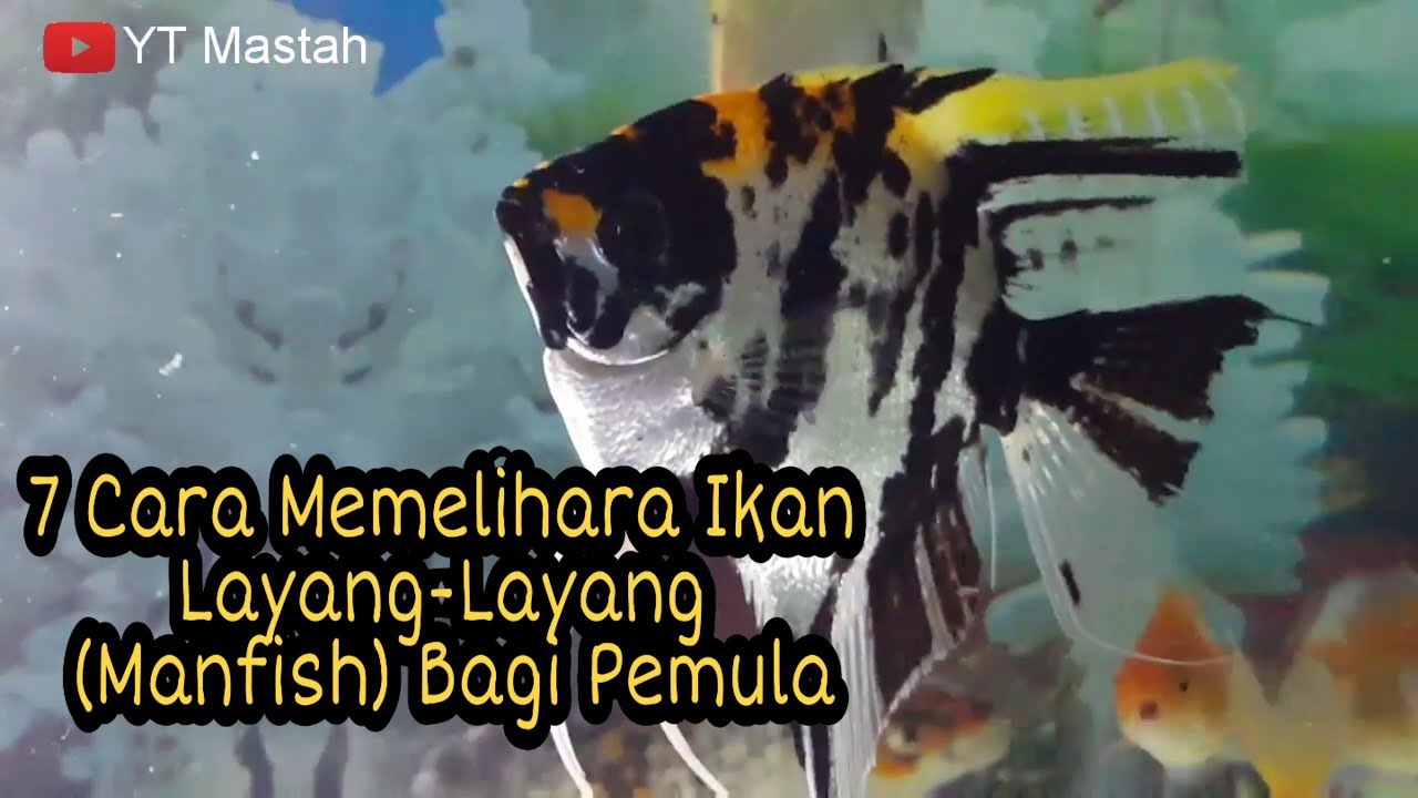 Detail Ikan Layang Layang Nomer 9