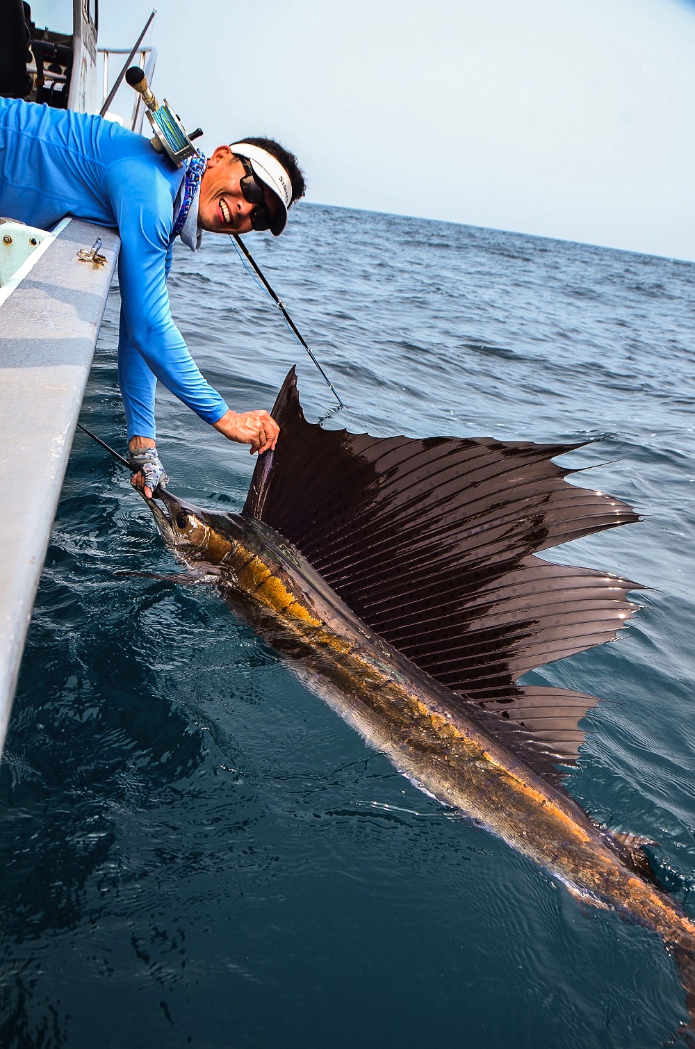 Detail Ikan Layaran Kuning Nomer 37