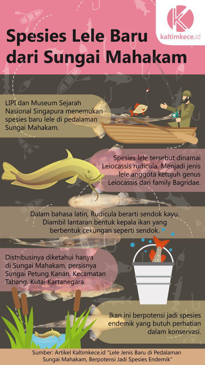 Detail Ikan Lele Sungai Nomer 29