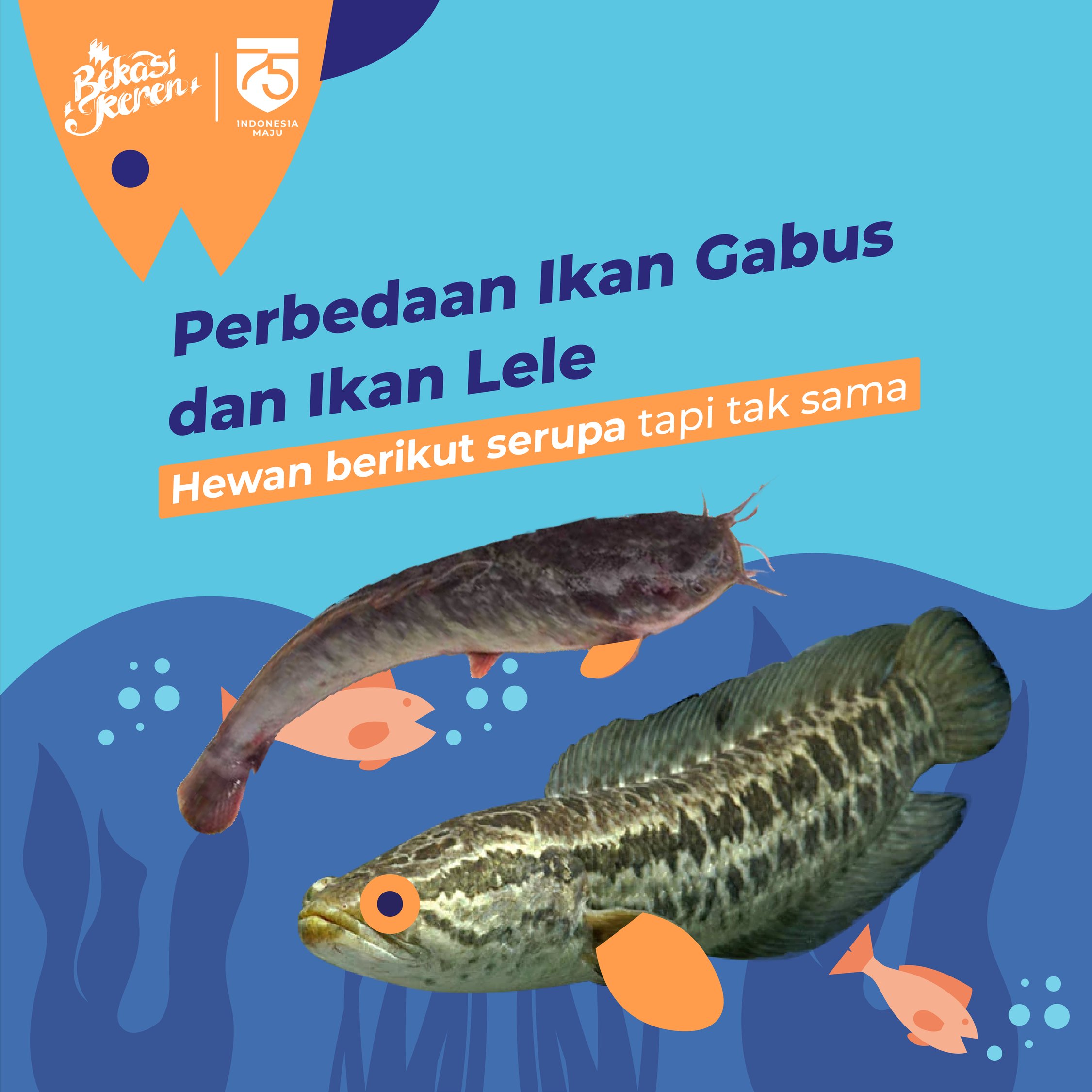 Detail Ikan Lele Sungai Nomer 47