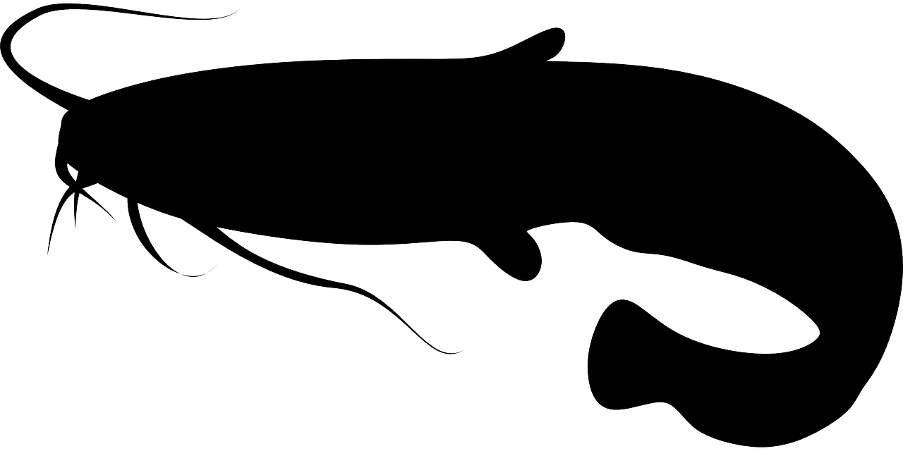 Detail Ikan Lele Vector Nomer 3