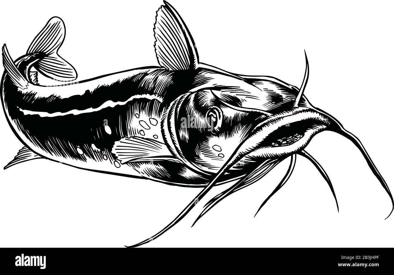 Detail Ikan Lele Vector Nomer 46