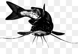 Detail Ikan Lele Vector Nomer 48