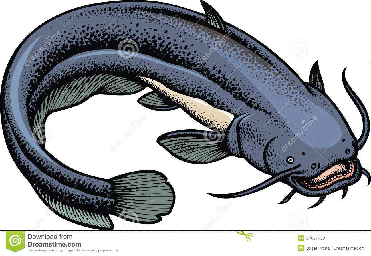 Detail Ikan Lele Vector Nomer 6