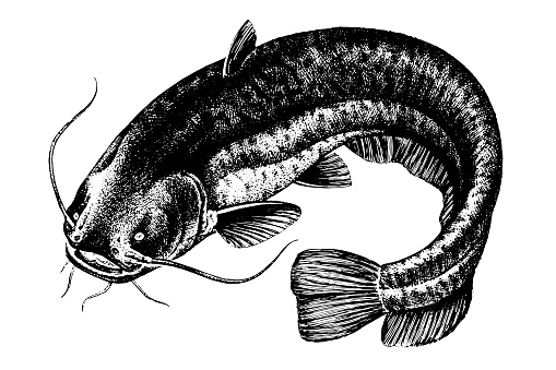 Detail Ikan Lele Vector Png Nomer 37