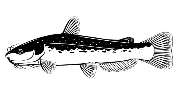 Detail Ikan Lele Vector Png Nomer 38