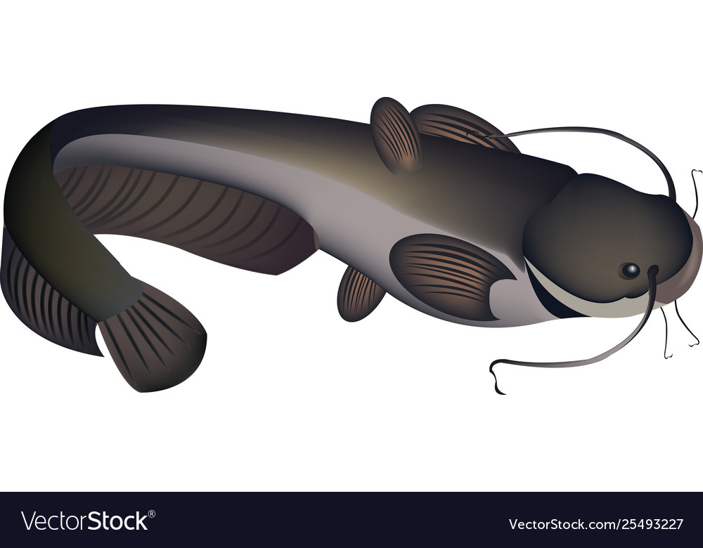 Detail Ikan Lele Vector Png Nomer 44