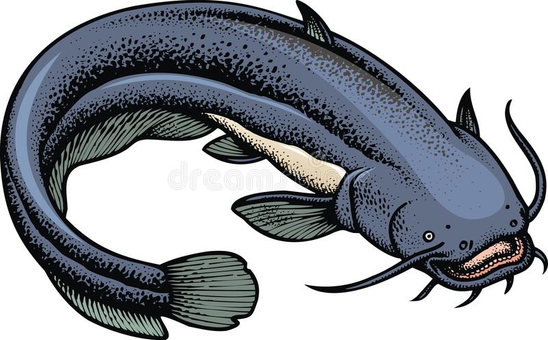 Detail Ikan Lele Vector Png Nomer 6