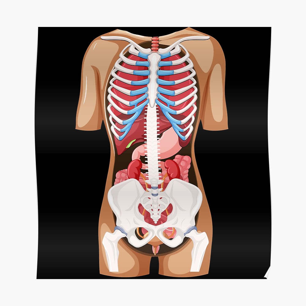Detail Anatomie Mensch Nomer 8
